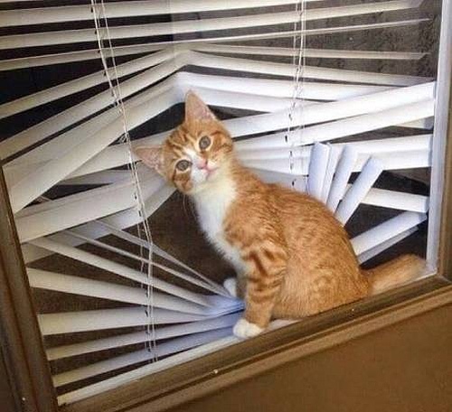 Фиброзная сцепка_2.jpg